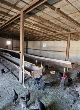 Suraxanı ray.  Bahar qəs.