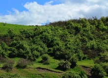 Quba rayonu