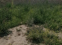 Püstəxanım Əzizbəyova küçəsi