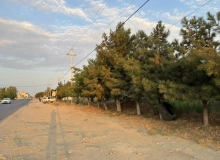 Saray