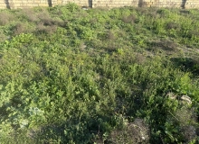Maştağa