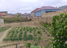 Masazır