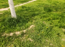 Masazır qəsəbəsi