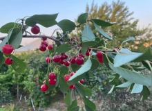 Satılır Binəqədi rayonu