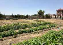 Zaqulba