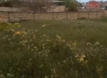 Saray