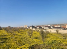 Masazır qəsəbəsi, Polad Həşimov küçəsi