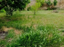 Masazır