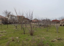 Saray