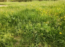 Masazır qəsəbəsi