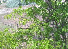 Novxanı
