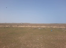 Saray qəsəbəsi