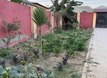 Zabrat