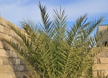 Novxanı qəsəbəsi