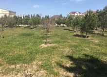 Şüvəlan