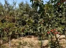 Görədil qəsəbəsi