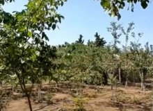 Satılır Görədil qəsəbəsi