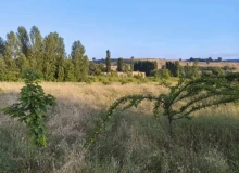 Satılır İsmayıllı rayonu