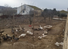 Novxanı